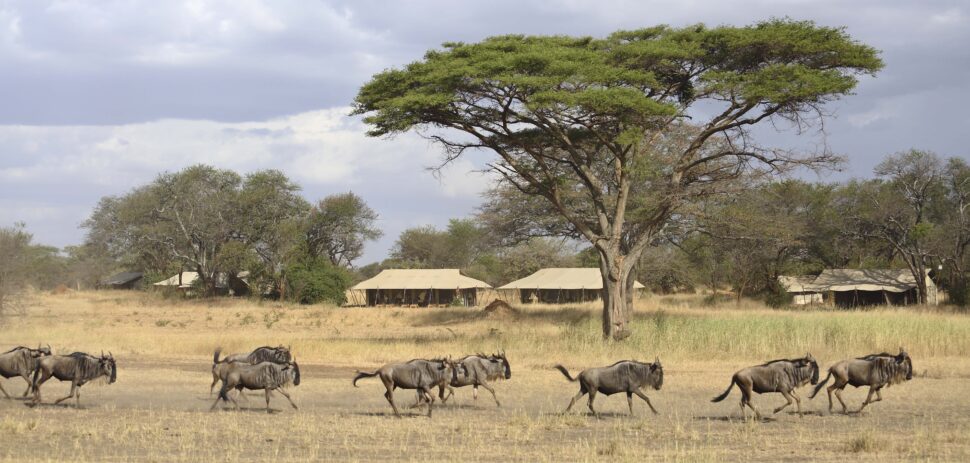 Ubuntu Migration Camp – gateway to the Serengeti and the great migration