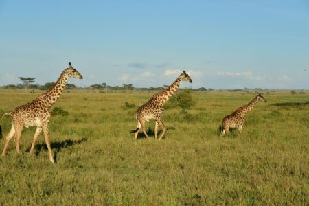 giraffen - safari in tansania - twende tanzania