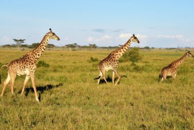 Safaris, die Sie nie vergessen