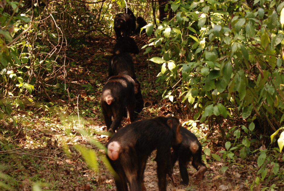 Gombe Nationalpark – auf den Spuren der Schimpansen