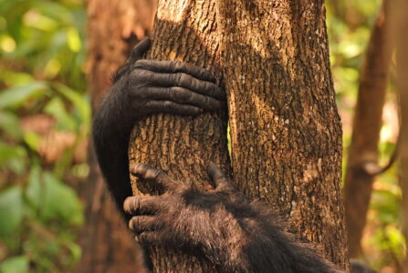 Lebensraum für Schimpansen