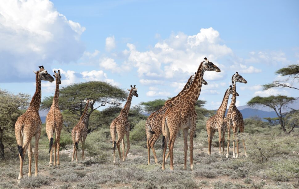 About Twende Tanzania – your partner for individual safari in Tanzania