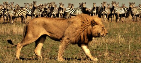 In der Serengeti keine Löwen zu sehen, ist fast ein Ding der Unmöglichkeit.
