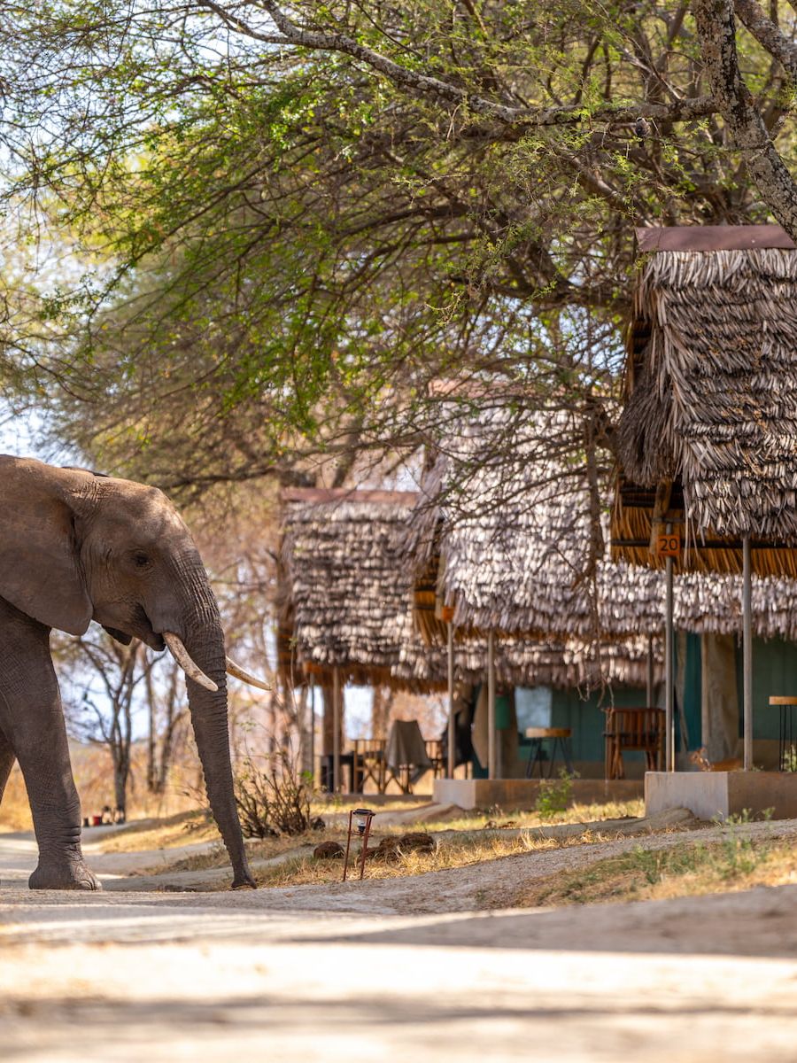 Tarangire Safari Lodge