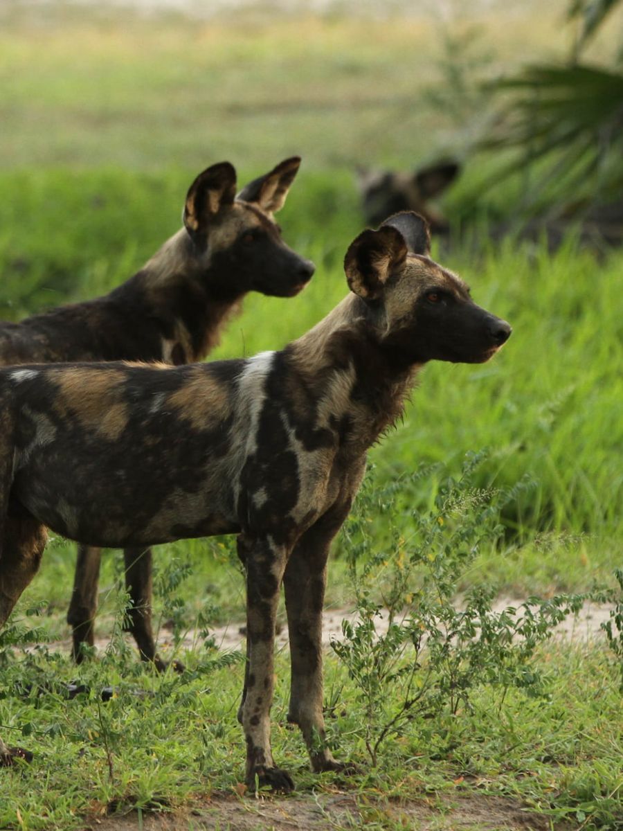 Wildhunde im Nyerere Nationalpark in der Nähe des Ubuntu Migration Camp
