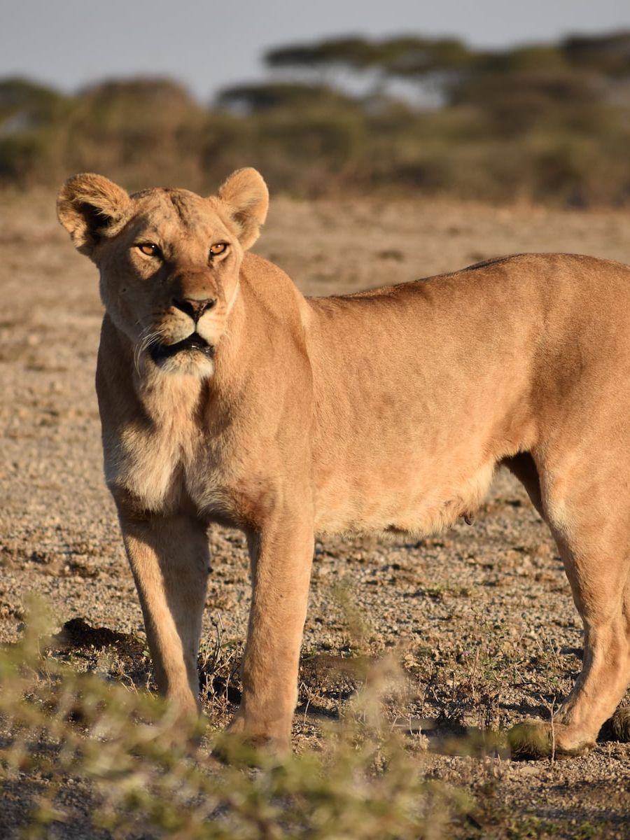 Löwin im Ngorongoro Nationalpark Tansanias