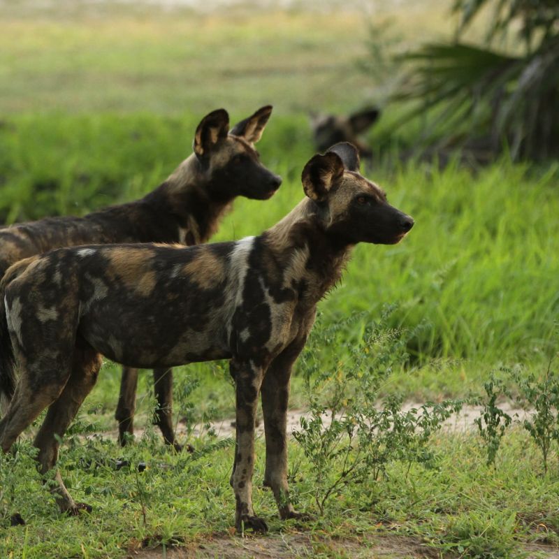 Wildhunde im Nyerere Nationalpark in der Nähe des Ubuntu Migration Camp