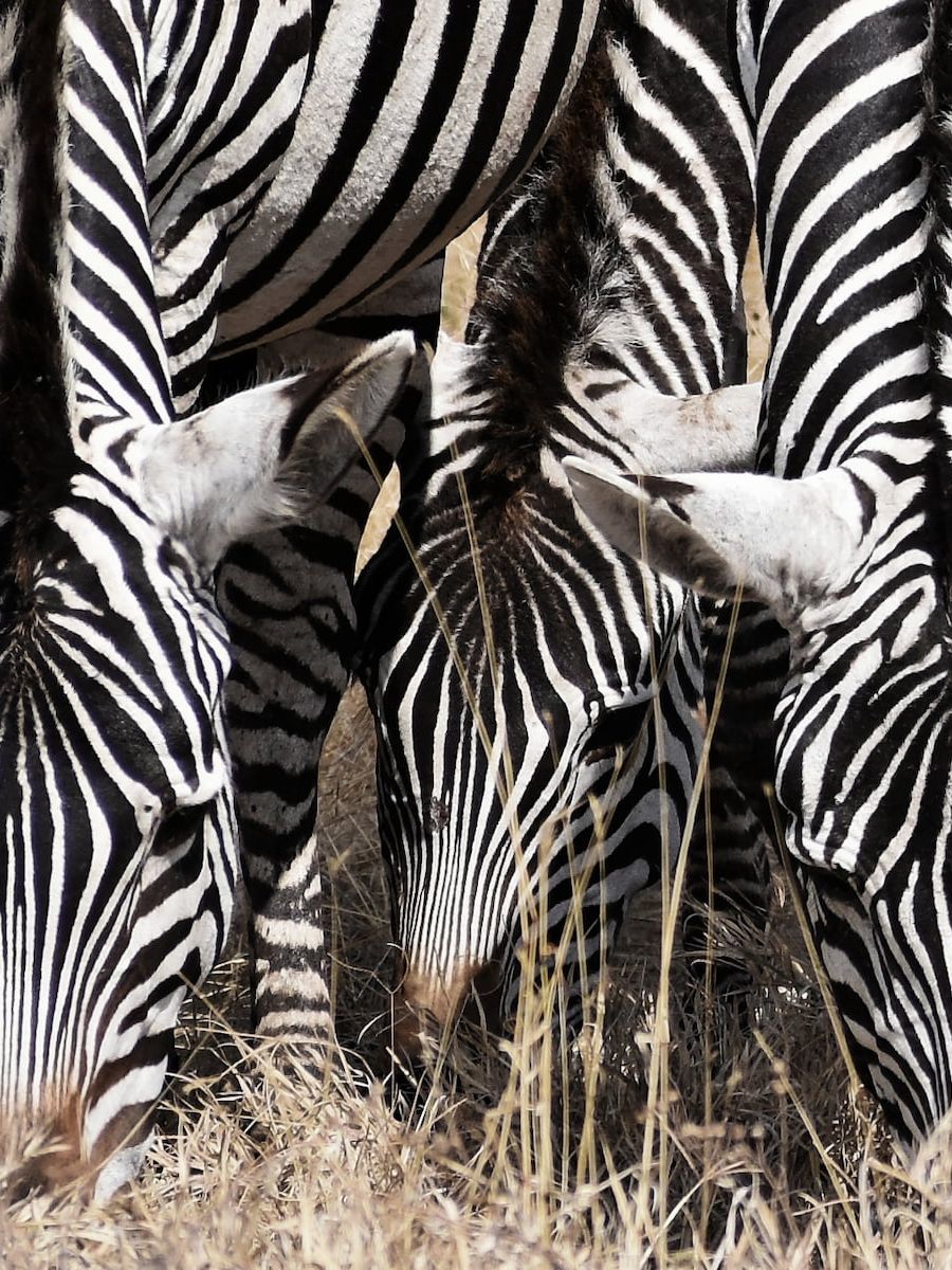 Zebras im Ngorongoro Nationalpark Tansanias