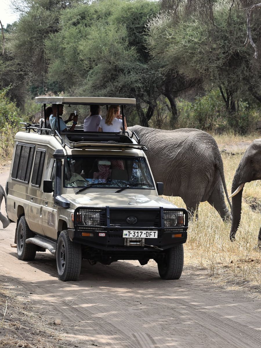 Safari im Tarangire Nationalpark kreuzt Elefantenherde