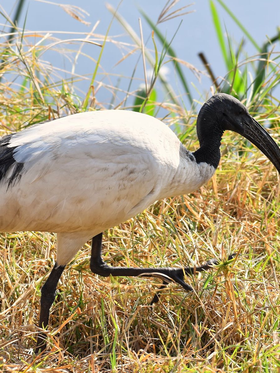Ibis im Ngorongoro Nationalpark Tansanias