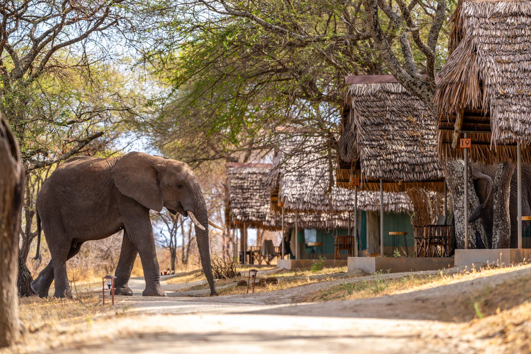 Tarangire Safari Lodge