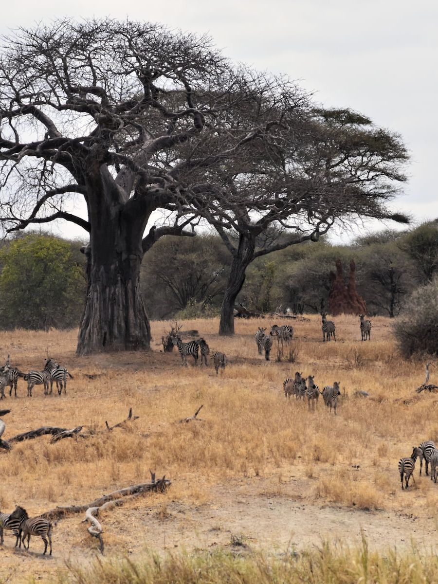 Umgebung der Lake Burunge Tented Lodge
