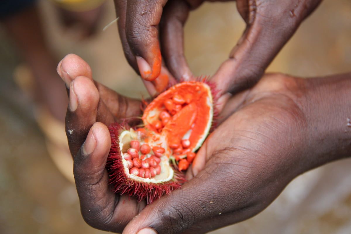 Hände halten geöffnete Achiote-Samenkapsel auf der Insel Sansibar