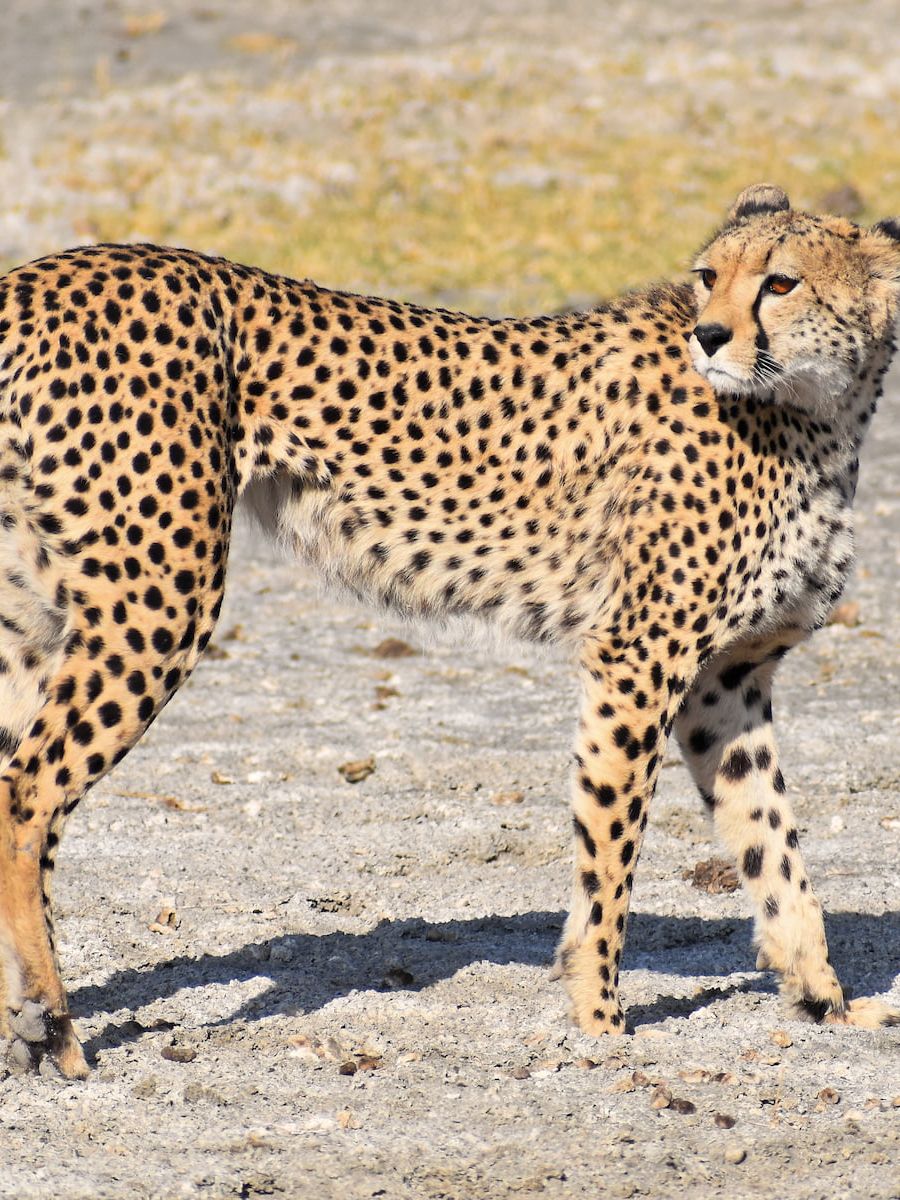 Gepard im Ngorongoro Nationalpark Tansanias