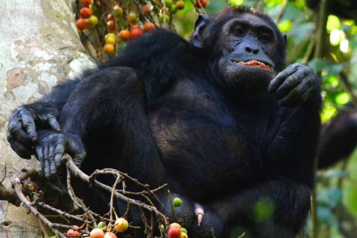 Tausend wilde Schimpansen