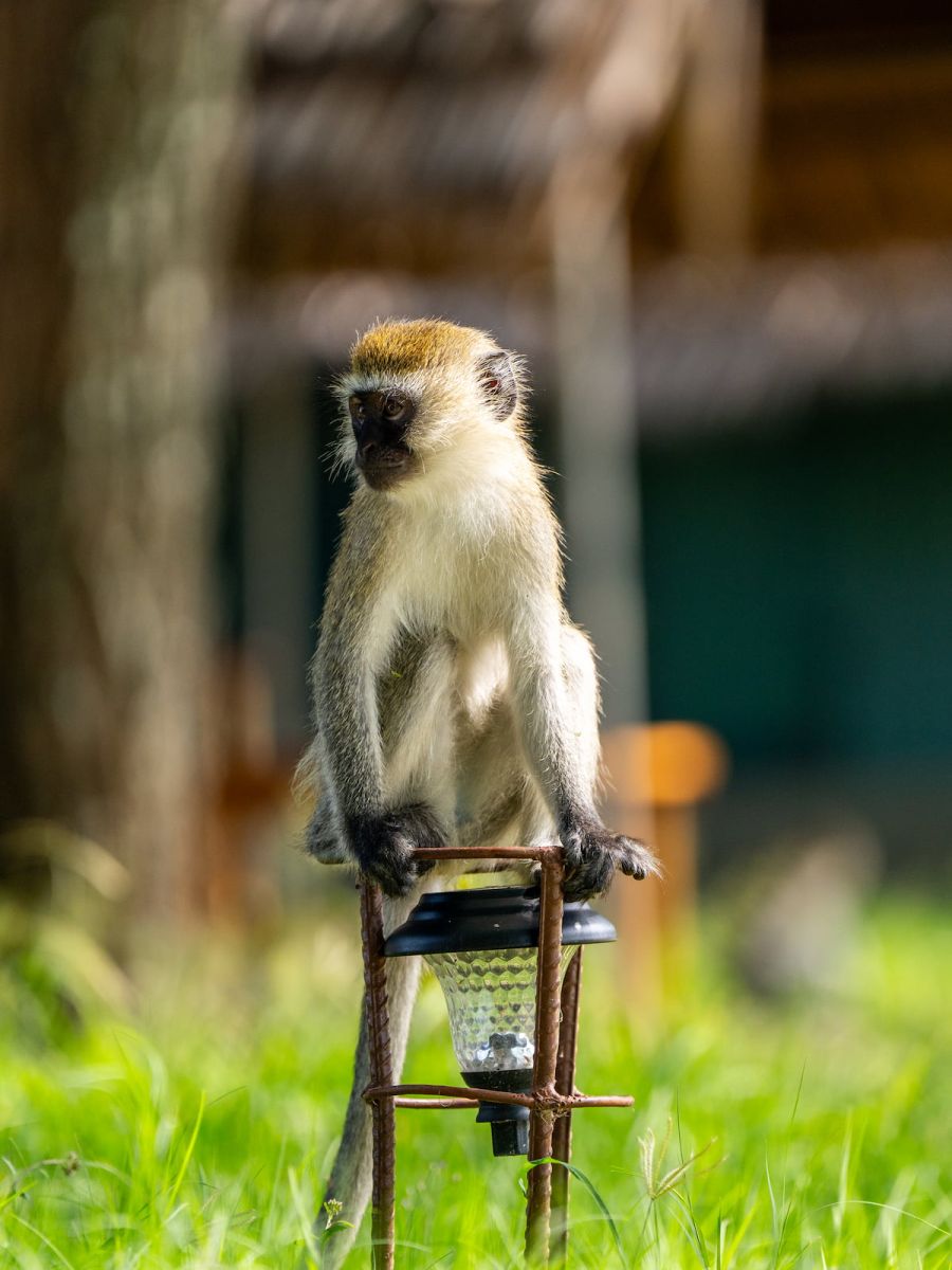 Tarangire Safari Lodge
