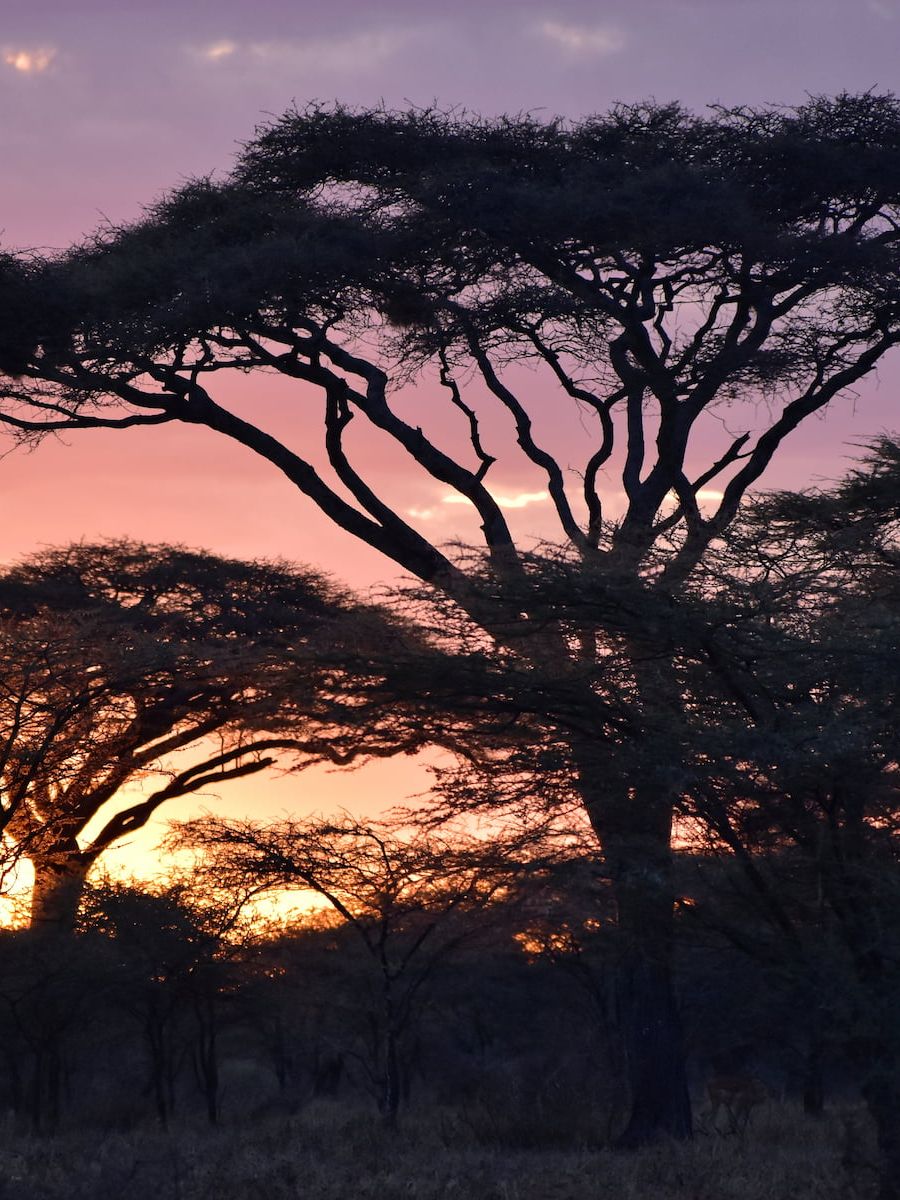 Sonnenuntergang hinter eindrucksvollen Bäumen im Ngorongoro Nationalpark Tansanias