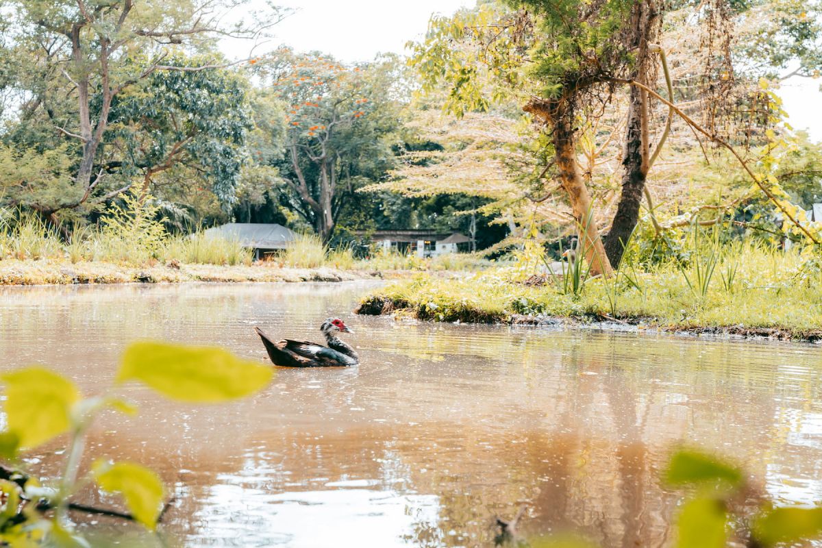 Mount Meru Game Lodge