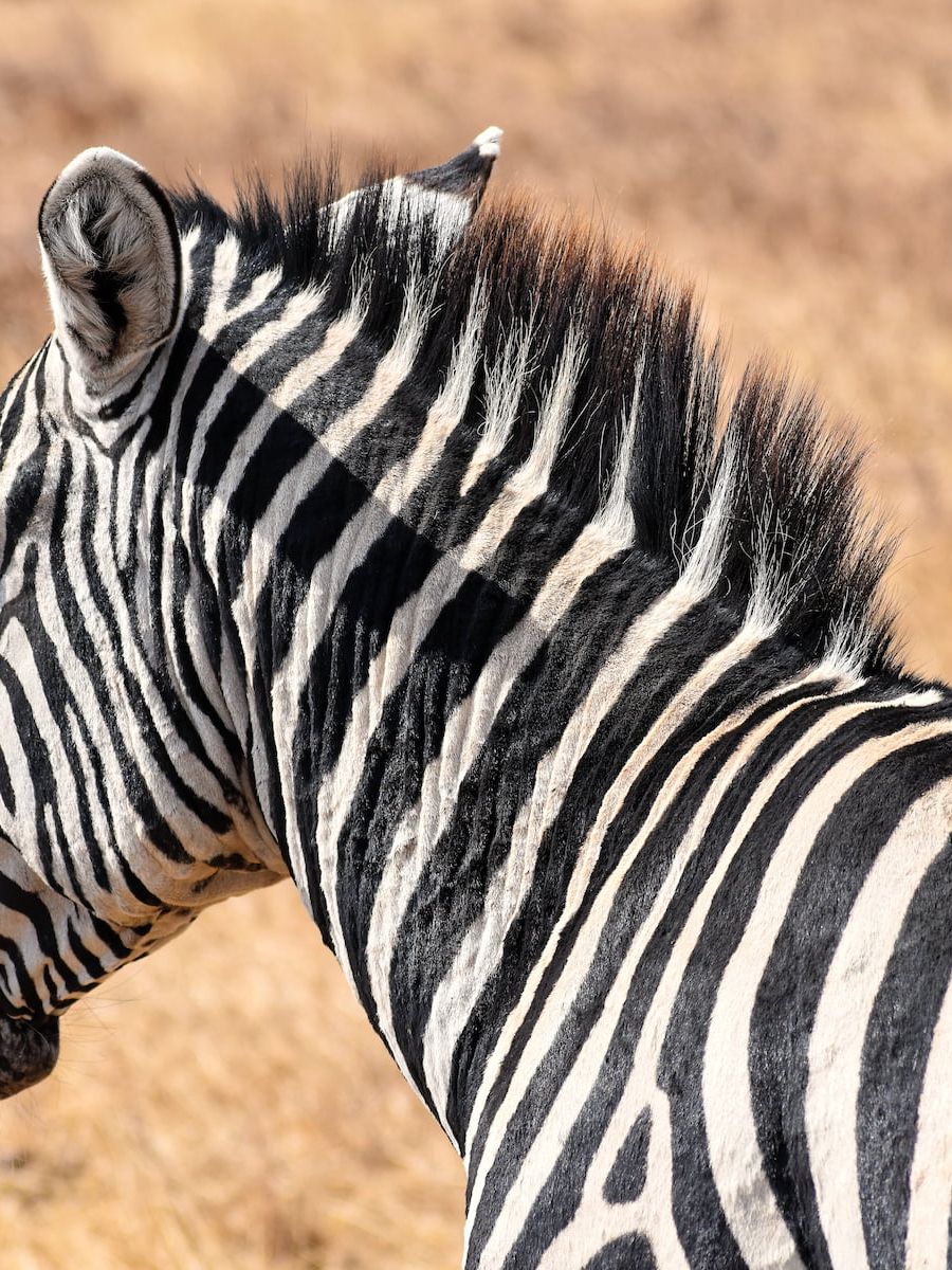 Zebra im Ngorongoro Nationalpark Tansanias