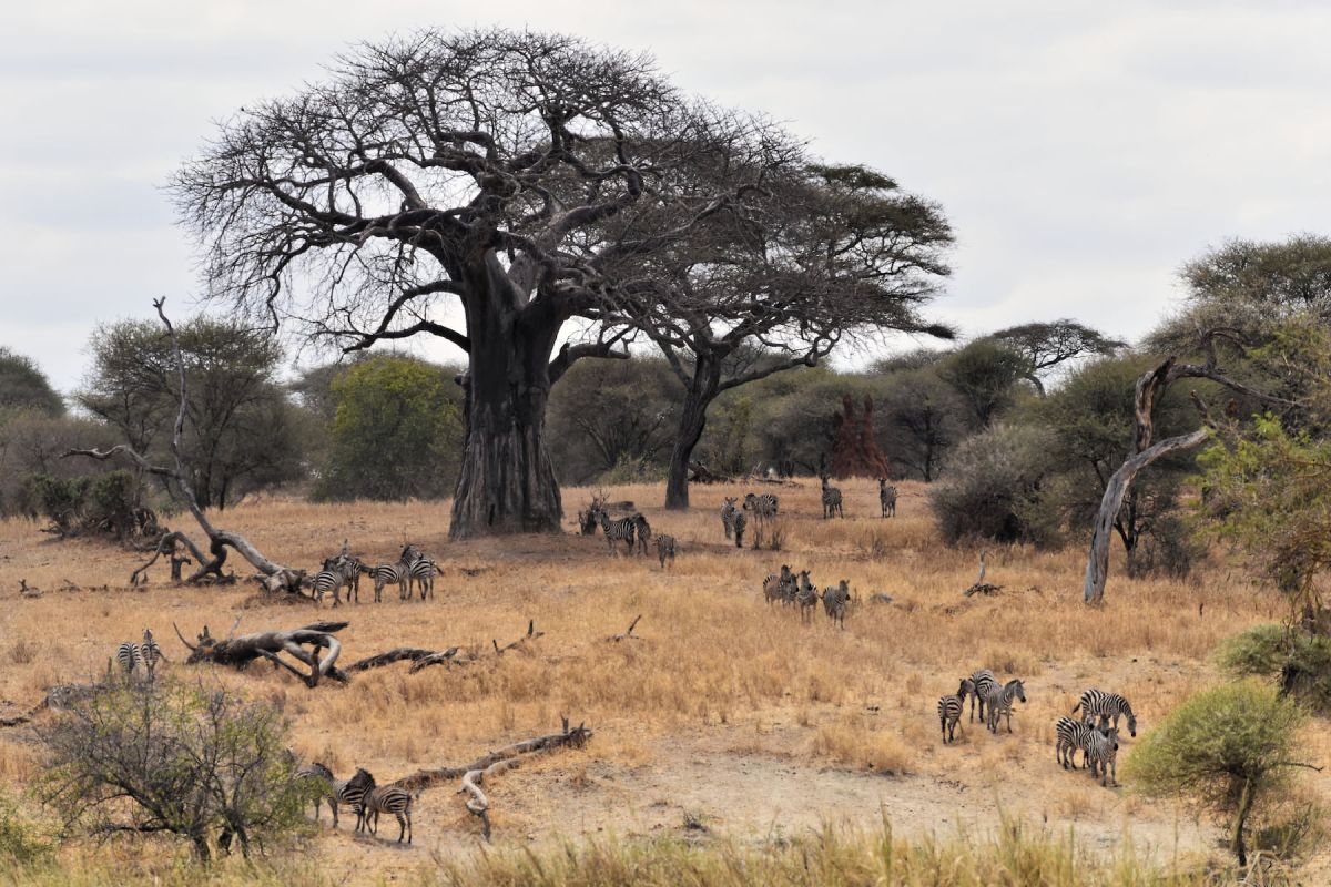 Umgebung der Lake Burunge Tented Lodge