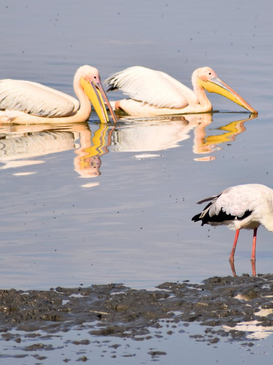 Lake Manyara Nationalpark