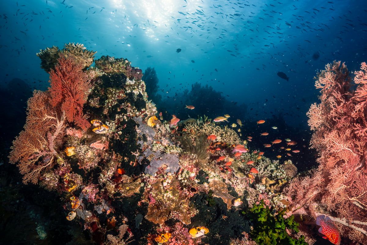 Tauchreviere mit wunderschönen Korallenriff