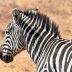 Zebra im Ngorongoro Nationalpark Tansanias